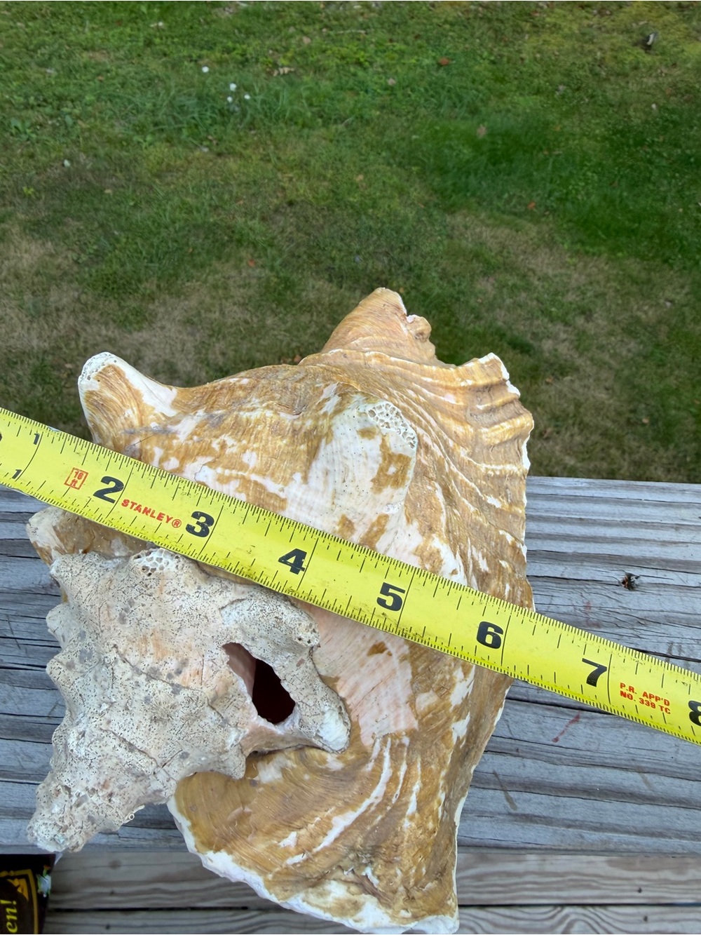 Queen Conch SeaShell - Picture 10 of 12